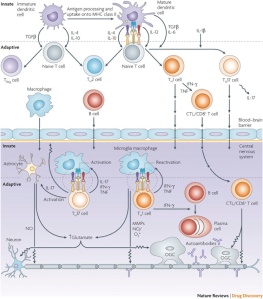 multiple sclerosis and therapeutic targets